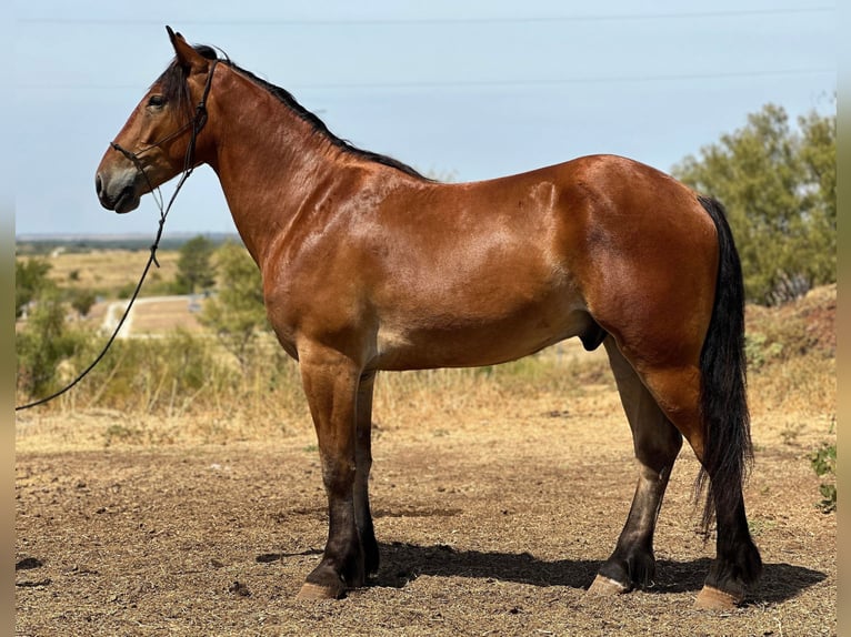 American Quarter Horse Castrone 6 Anni 160 cm Baio ciliegia in Jacksboro TX