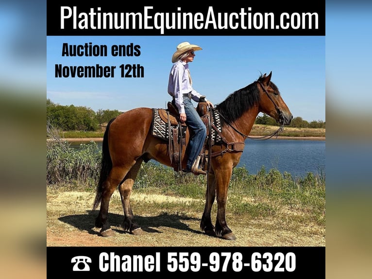 American Quarter Horse Castrone 6 Anni 160 cm Baio ciliegia in Jacksboro TX