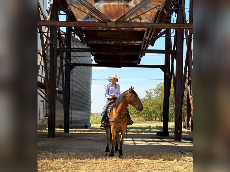 American Quarter Horse Castrone 6 Anni 160 cm Baio ciliegia in Jacksboro TX