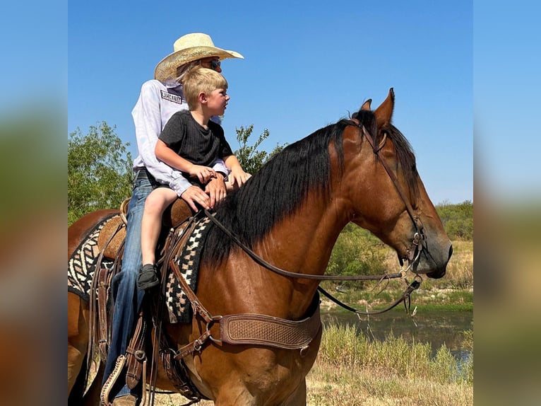 American Quarter Horse Castrone 6 Anni 160 cm Baio ciliegia in Jacksboro TX