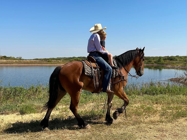 American Quarter Horse Castrone 6 Anni 160 cm Baio ciliegia in Jacksboro TX