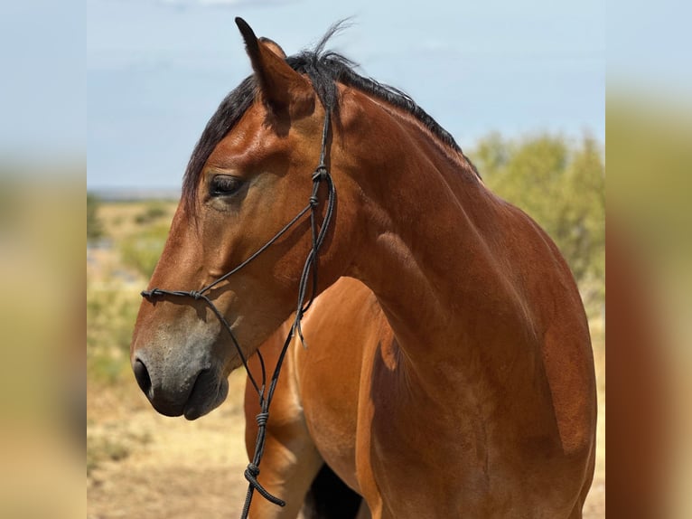 American Quarter Horse Castrone 6 Anni 160 cm Baio ciliegia in Jacksboro TX