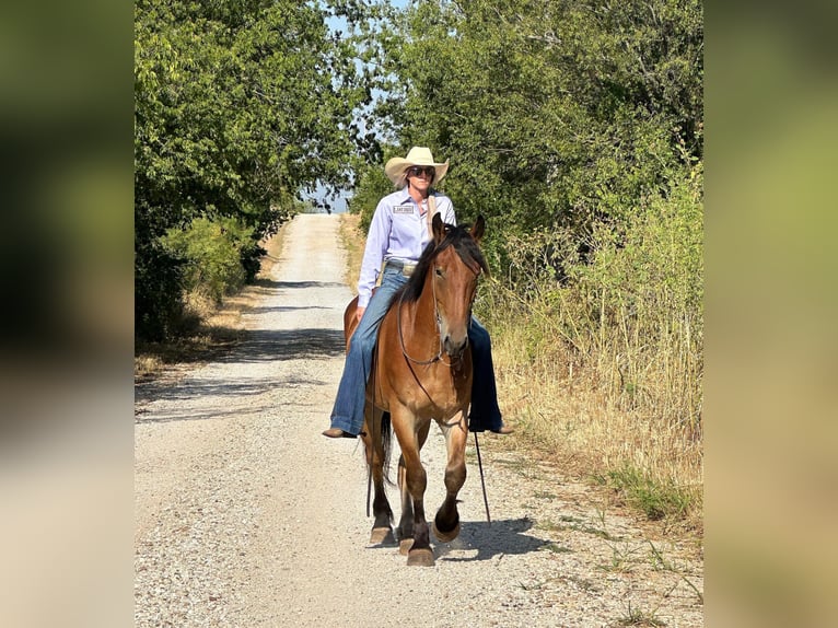 American Quarter Horse Castrone 6 Anni 160 cm Baio ciliegia in Jacksboro TX