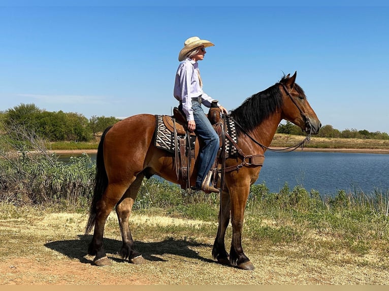 American Quarter Horse Castrone 6 Anni 160 cm Baio ciliegia in Jacksboro TX