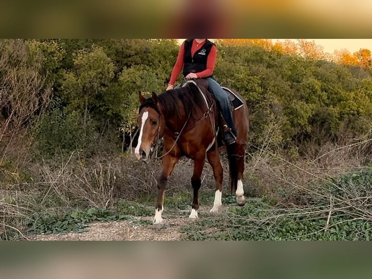 American Quarter Horse Castrone 6 Anni 160 cm Baio ciliegia in Weatherford TX