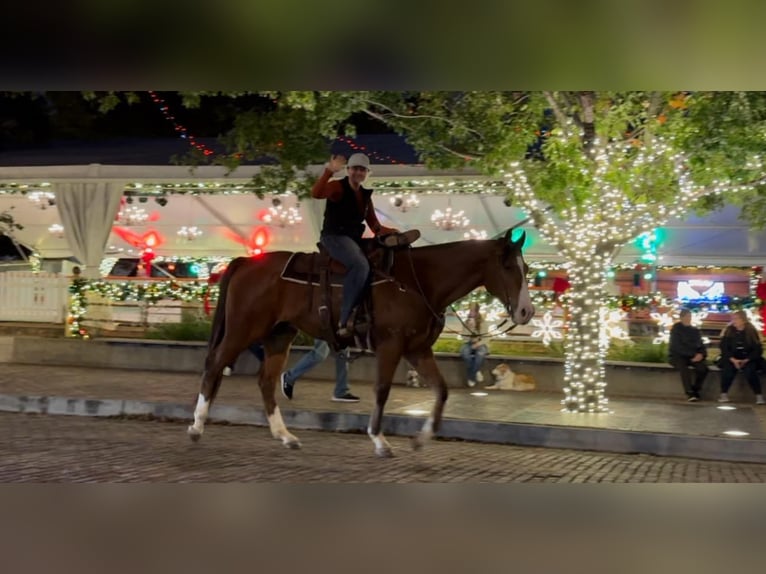 American Quarter Horse Castrone 6 Anni 160 cm Baio ciliegia in Weatherford TX