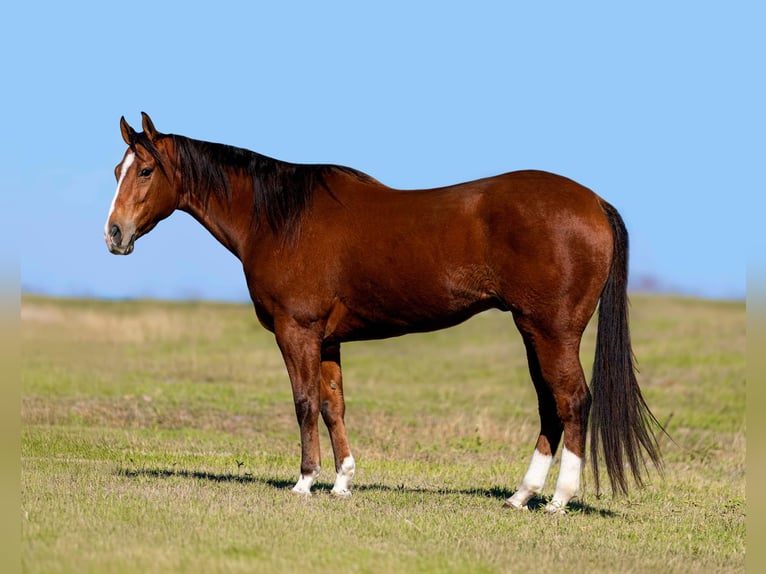 American Quarter Horse Castrone 6 Anni 160 cm Baio ciliegia in Weatherford TX