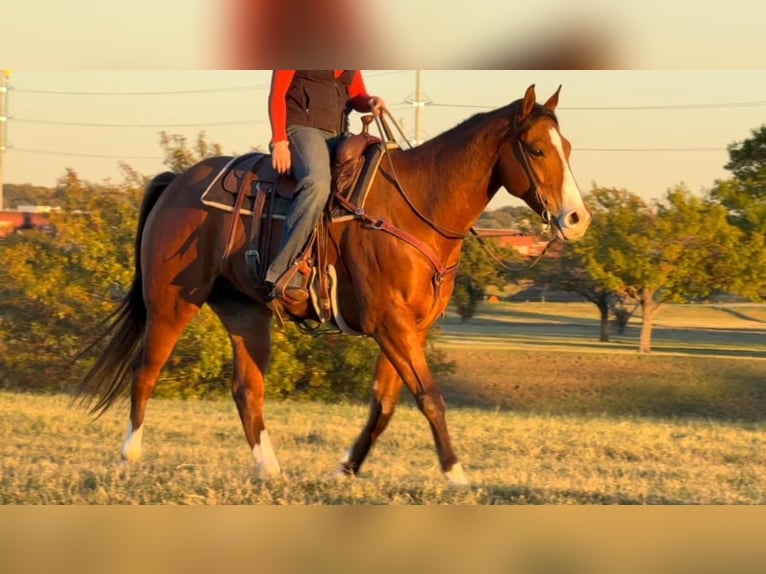 American Quarter Horse Castrone 6 Anni 160 cm Baio ciliegia in Weatherford TX