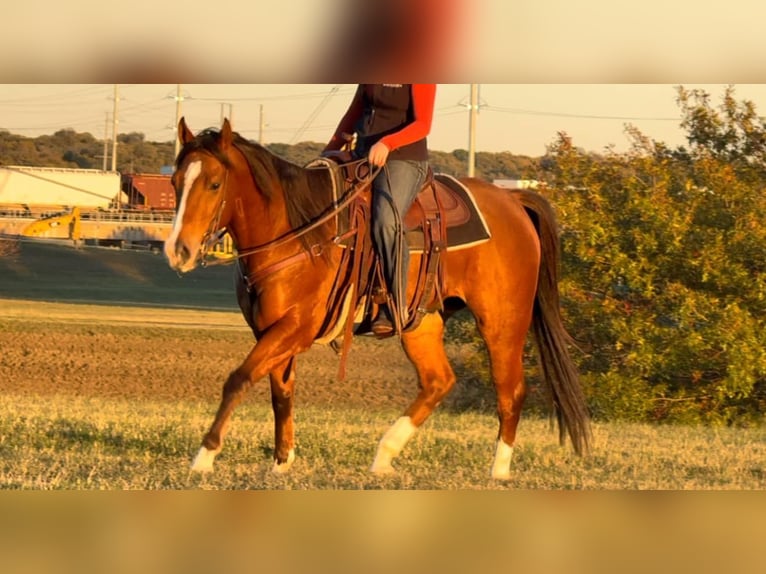 American Quarter Horse Castrone 6 Anni 160 cm Baio ciliegia in Weatherford TX