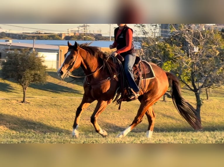 American Quarter Horse Castrone 6 Anni 160 cm Baio ciliegia in Weatherford TX