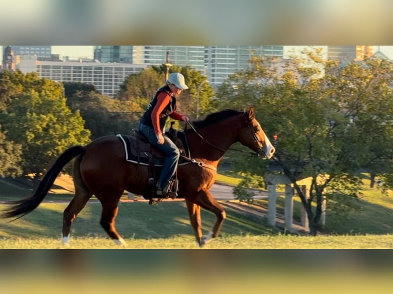 American Quarter Horse Castrone 6 Anni 160 cm Baio ciliegia in Weatherford TX