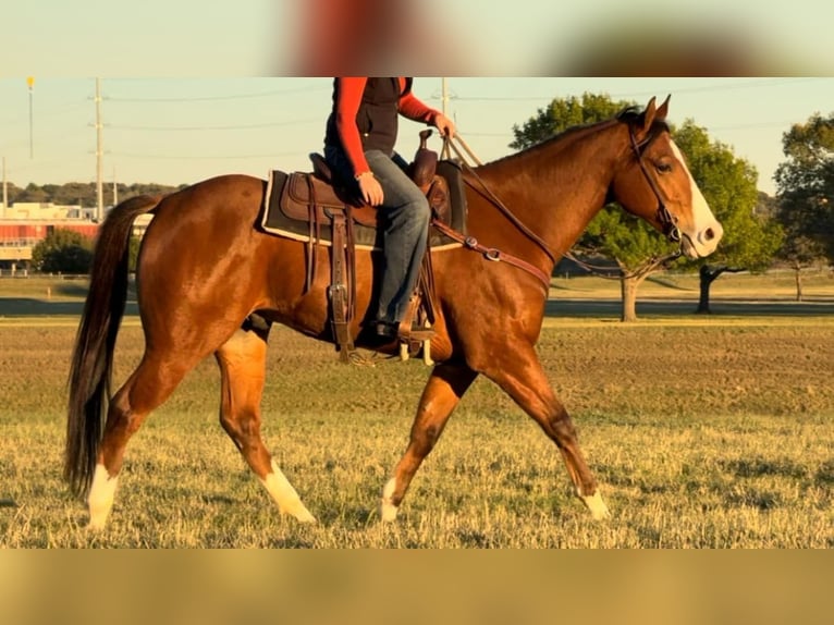 American Quarter Horse Castrone 6 Anni 160 cm Baio ciliegia in Weatherford TX