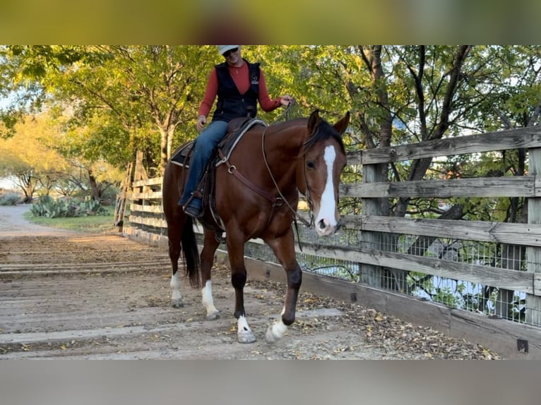 American Quarter Horse Castrone 6 Anni 160 cm Baio ciliegia in Weatherford TX