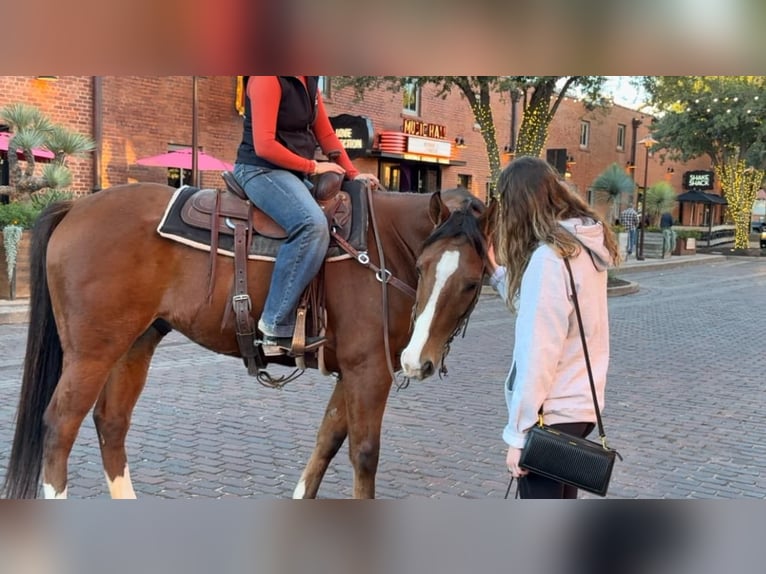 American Quarter Horse Castrone 6 Anni 160 cm Baio ciliegia in Weatherford TX