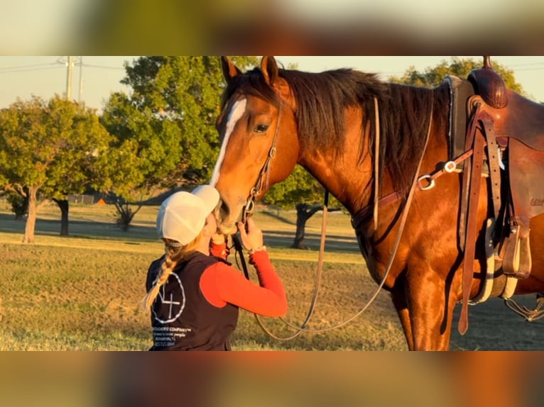 American Quarter Horse Castrone 6 Anni 160 cm Baio ciliegia in Weatherford TX