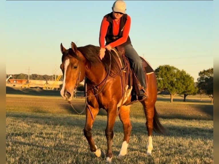 American Quarter Horse Castrone 6 Anni 160 cm Baio ciliegia in Weatherford TX