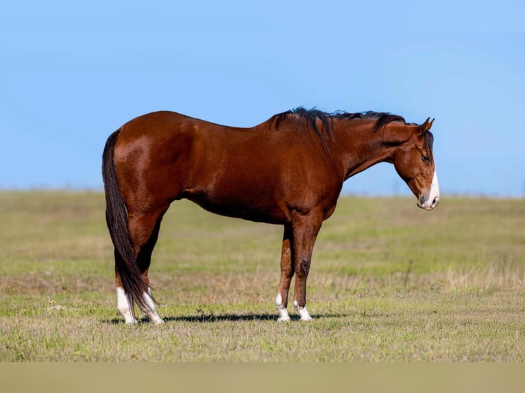 American Quarter Horse Castrone 6 Anni 160 cm Baio ciliegia in Weatherford TX