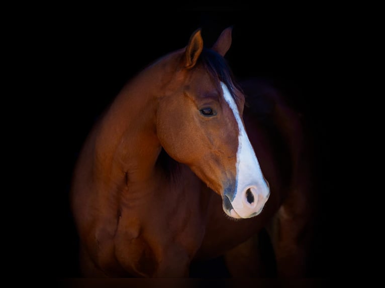 American Quarter Horse Castrone 6 Anni 160 cm Baio ciliegia in Weatherford TX