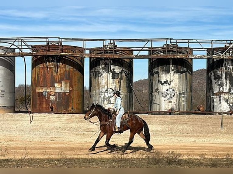 American Quarter Horse Castrone 6 Anni 160 cm Baio ciliegia in Jacksboro, TX