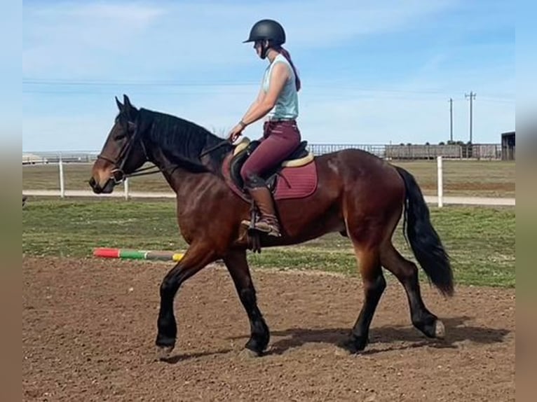 American Quarter Horse Castrone 6 Anni 160 cm Baio ciliegia in Jacksboro, TX