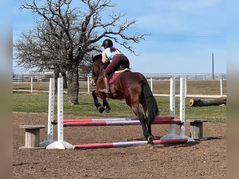 American Quarter Horse Castrone 6 Anni 160 cm Baio ciliegia in Jacksboro, TX