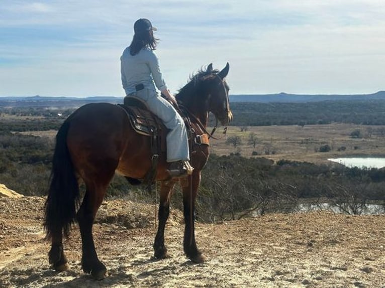 American Quarter Horse Castrone 6 Anni 160 cm Baio ciliegia in Jacksboro, TX