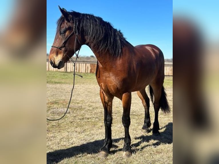 American Quarter Horse Castrone 6 Anni 160 cm Baio ciliegia in Jacksboro, TX