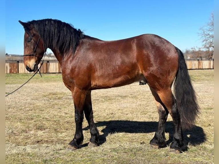 American Quarter Horse Castrone 6 Anni 160 cm Baio ciliegia in Jacksboro, TX