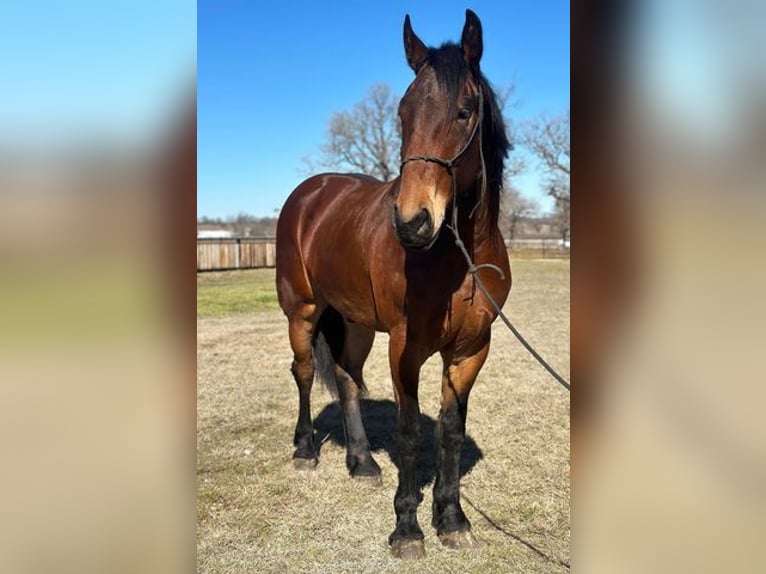 American Quarter Horse Castrone 6 Anni 160 cm Baio ciliegia in Jacksboro, TX