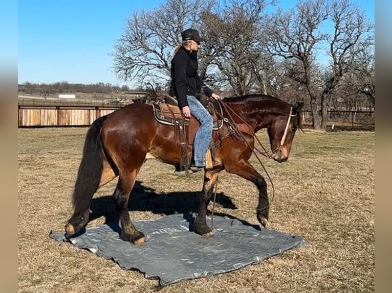 American Quarter Horse Castrone 6 Anni 160 cm Baio ciliegia in Jacksboro, TX