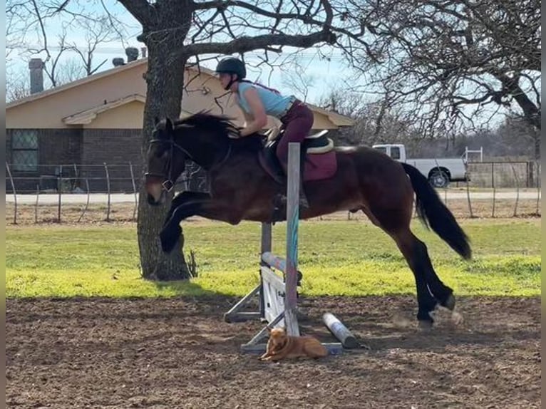 American Quarter Horse Castrone 6 Anni 160 cm Baio ciliegia in Jacksboro, TX