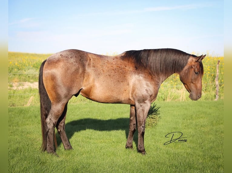 American Quarter Horse Castrone 6 Anni 160 cm Baio roano in Thedford, NE