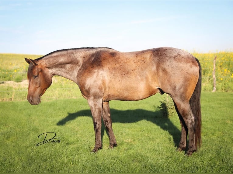American Quarter Horse Castrone 6 Anni 160 cm Baio roano in Thedford, NE