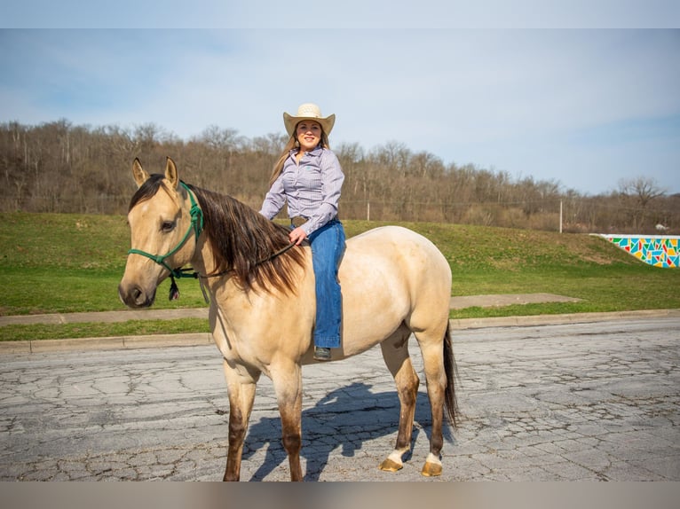 American Quarter Horse Castrone 6 Anni 160 cm Falbo in Middletown OH