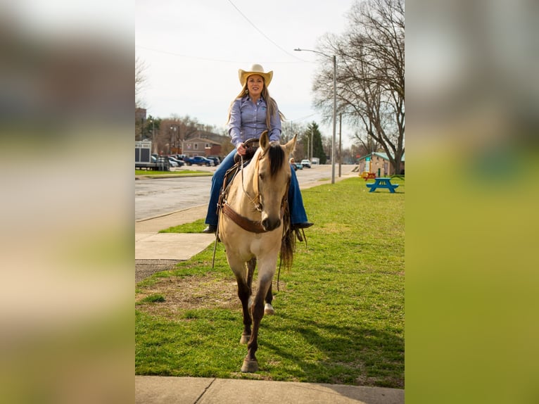 American Quarter Horse Castrone 6 Anni 160 cm Falbo in Middletown OH