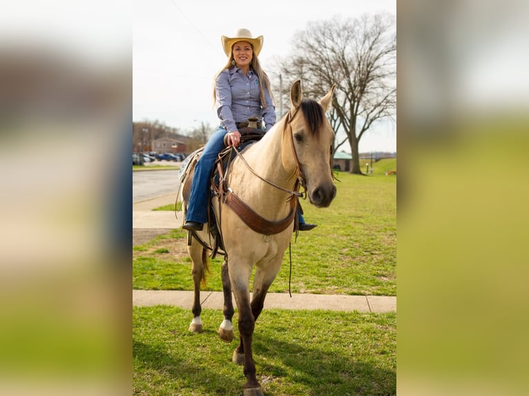 American Quarter Horse Castrone 6 Anni 160 cm Falbo in Middletown OH