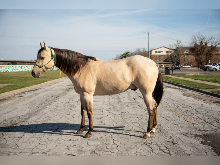 American Quarter Horse Castrone 6 Anni 160 cm Falbo in Middletown OH