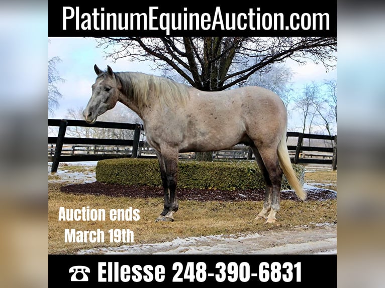 American Quarter Horse Castrone 6 Anni 160 cm Grigio in Highland MI