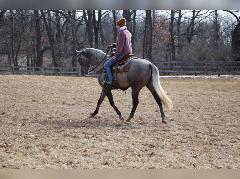 American Quarter Horse Castrone 6 Anni 160 cm Grigio in Highland MI