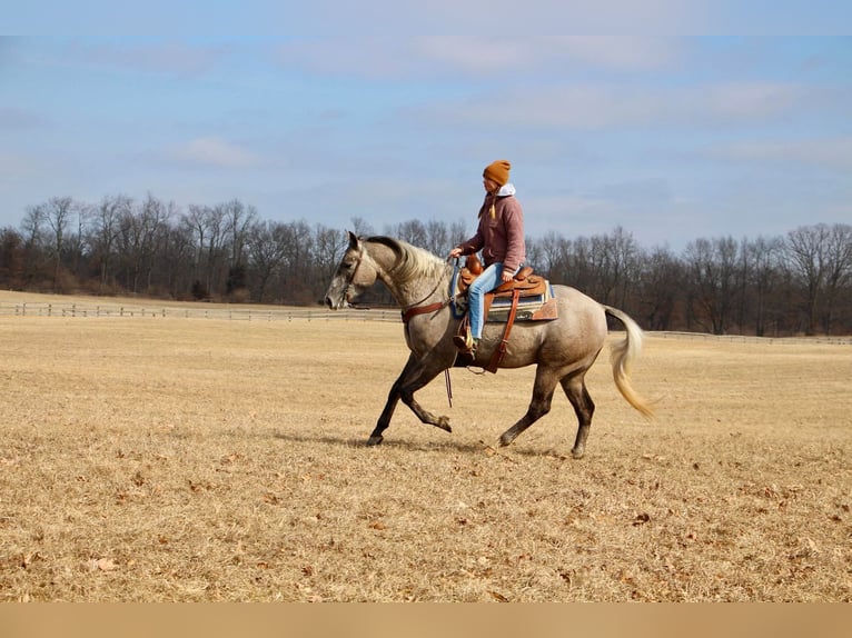 American Quarter Horse Castrone 6 Anni 160 cm Grigio in Highland MI