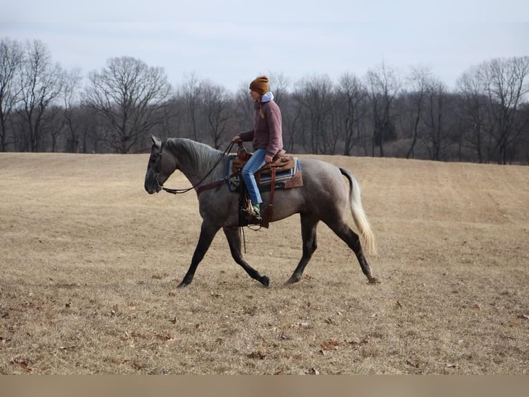 American Quarter Horse Castrone 6 Anni 160 cm Grigio in Highland MI