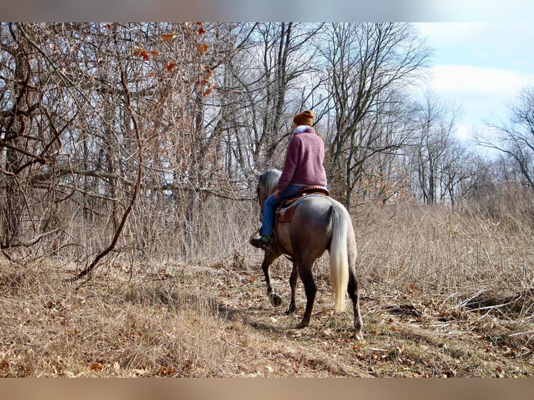 American Quarter Horse Castrone 6 Anni 160 cm Grigio in Highland MI