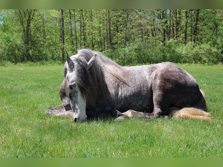 American Quarter Horse Castrone 6 Anni 160 cm Grigio pezzato in Howell. MI