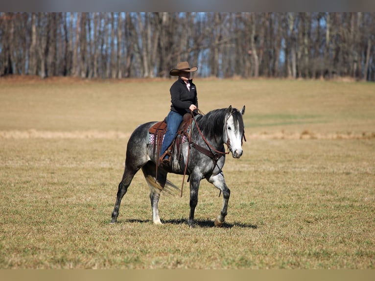 American Quarter Horse Castrone 6 Anni 160 cm Grigio in Clarion