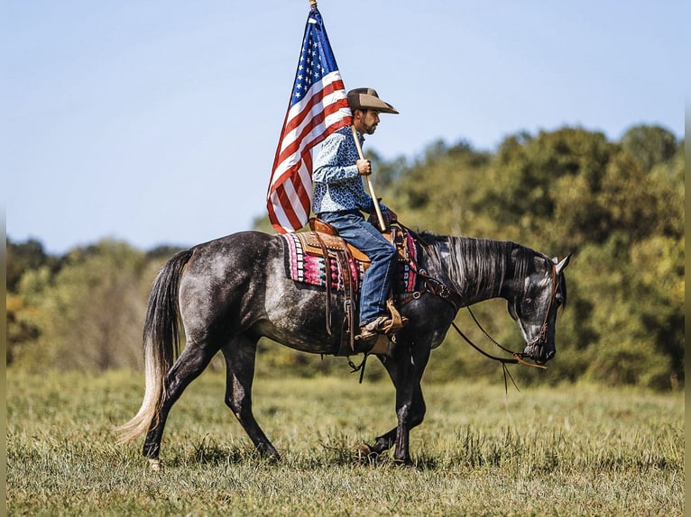 American Quarter Horse Castrone 6 Anni 160 cm Grigio in Lyles, TN