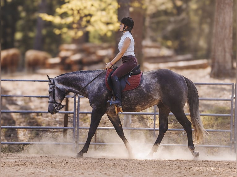 American Quarter Horse Castrone 6 Anni 160 cm Grigio in Lyles, TN