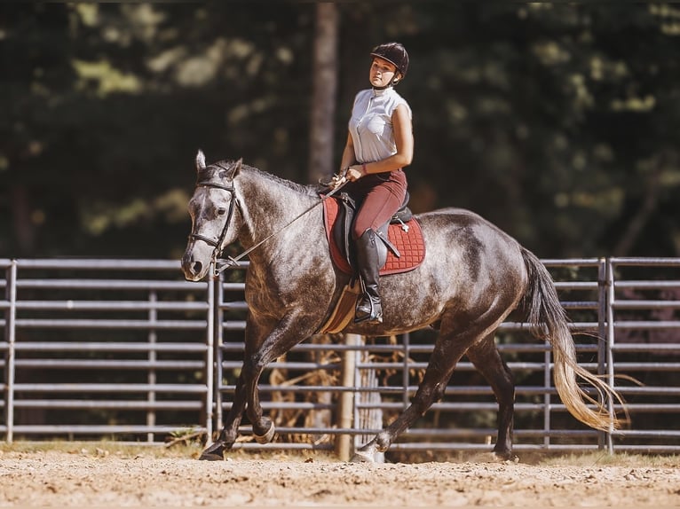 American Quarter Horse Castrone 6 Anni 160 cm Grigio in Lyles, TN