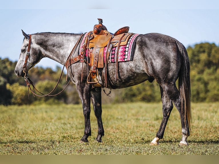 American Quarter Horse Castrone 6 Anni 160 cm Grigio in Lyles, TN