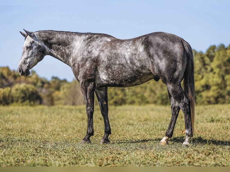 American Quarter Horse Castrone 6 Anni 160 cm Grigio in Lyles, TN