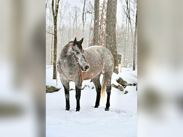 American Quarter Horse Castrone 6 Anni 160 cm Grigio in Clarion, PA